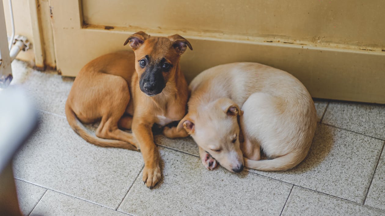 Free Adorable dogs resting on tiled floor in house Stock Photo