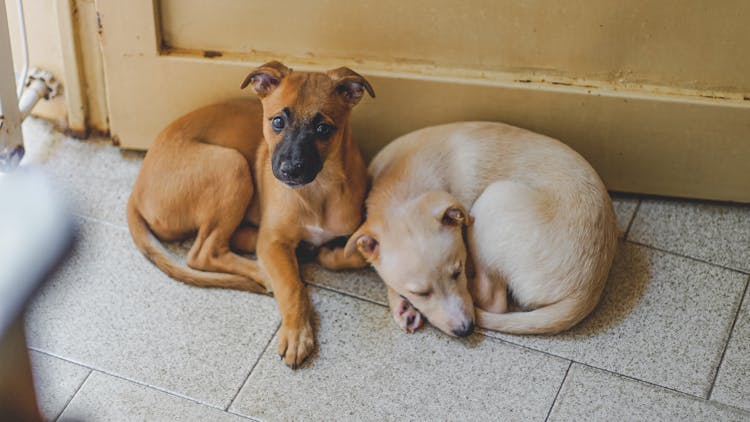 Adorable Dogs Resting On Tiled Floor In House