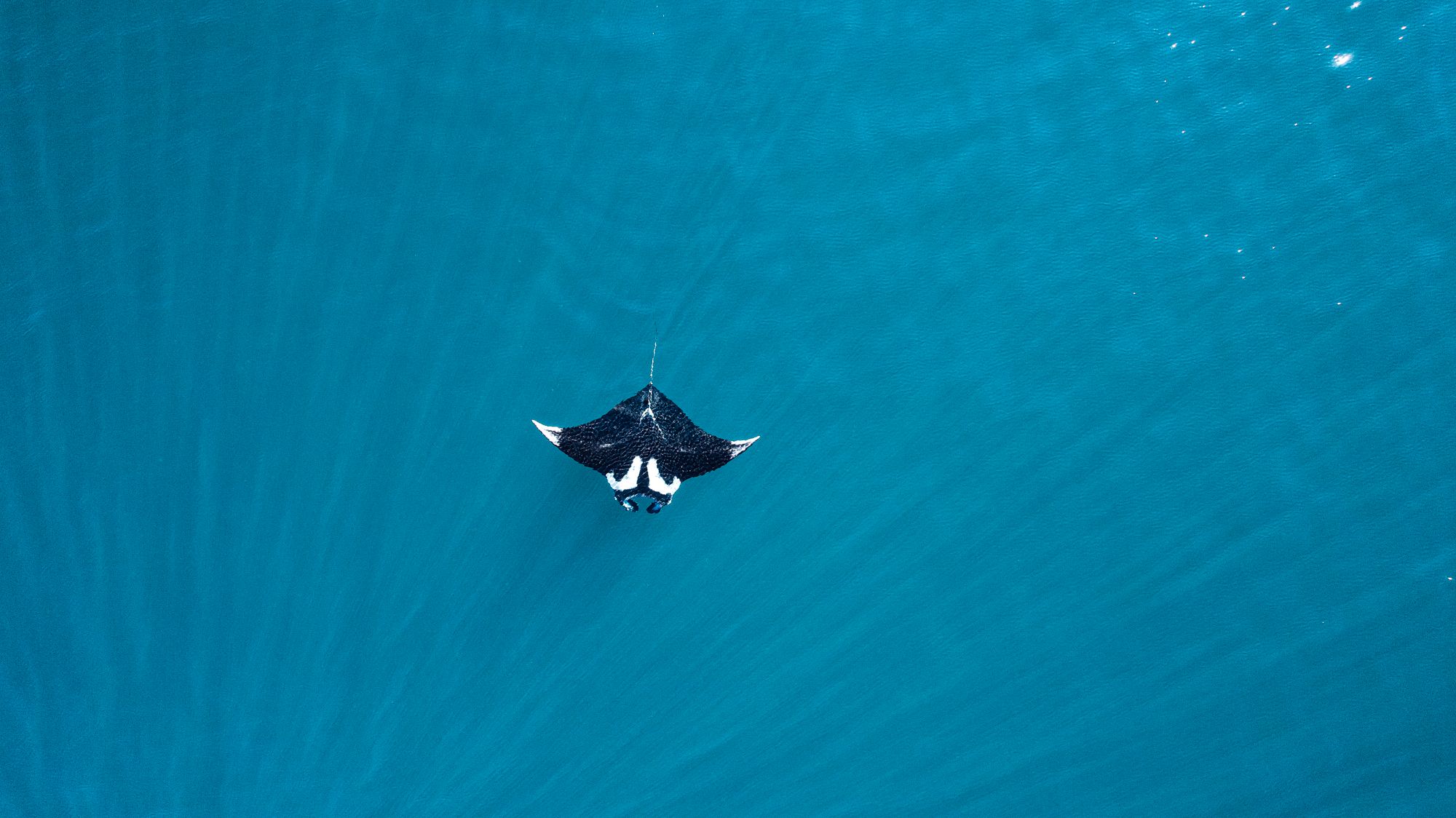 Manta