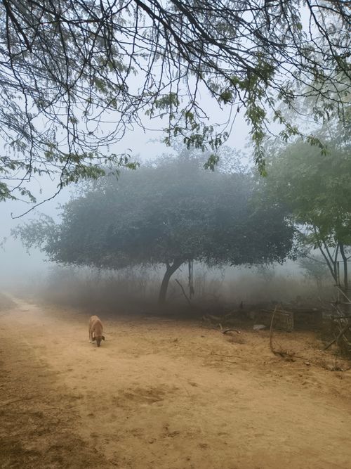 Free fog 2025 Stock Photo