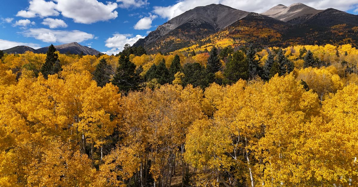 Vibrant autumn aspens with a majestic mountain backdrop under a bright blue sky.