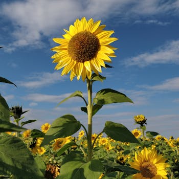 Vibrant sunflowers under a clear blue sky, showcasing nature's beauty.