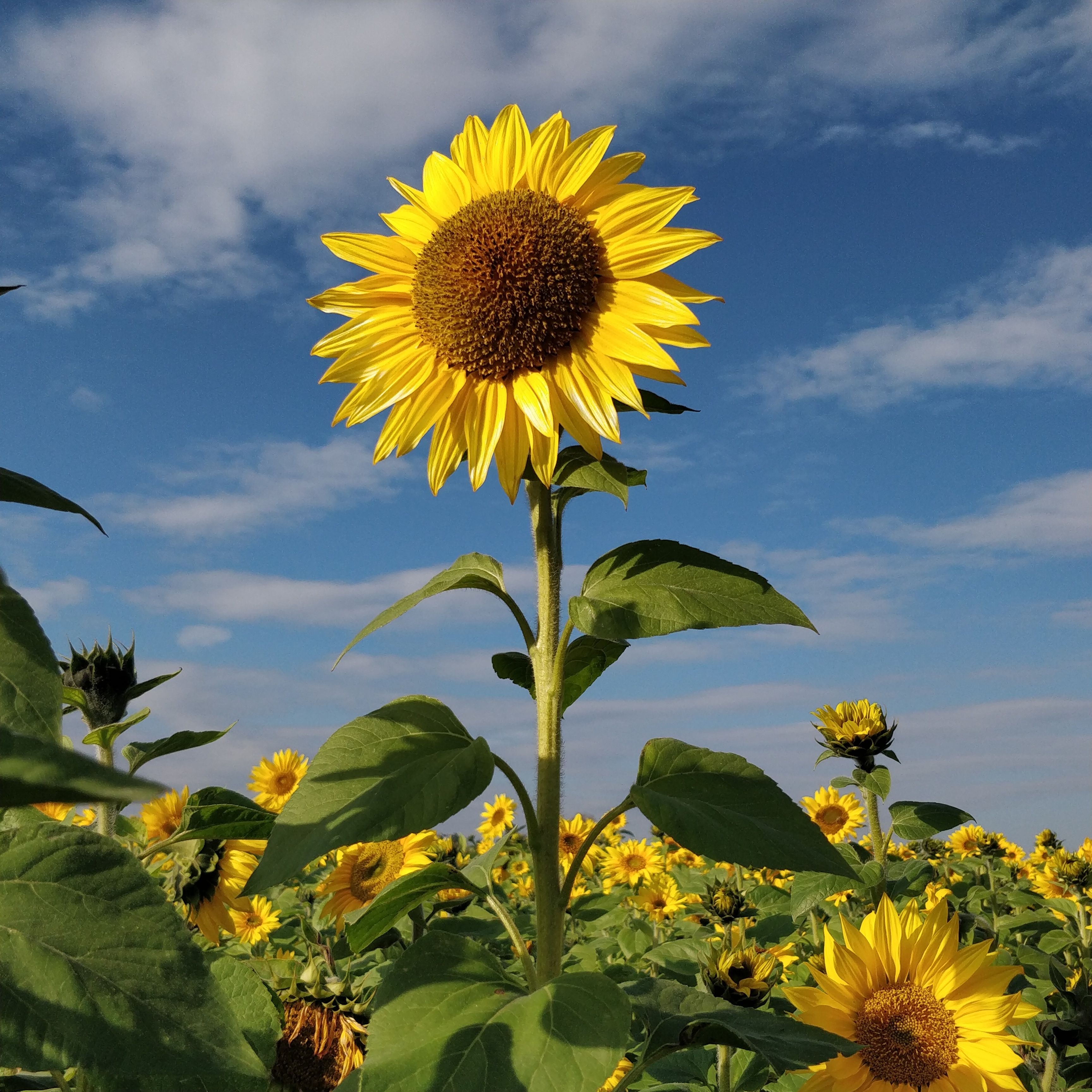 Sunflowers