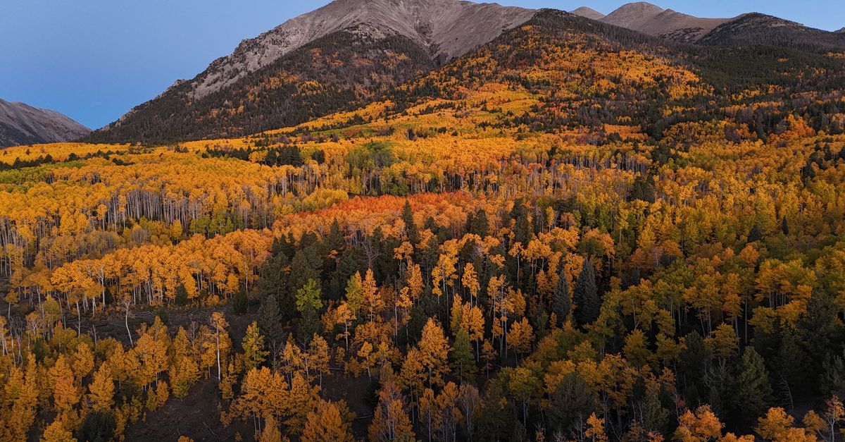 A stunning aerial view of Colorado's autumn aspen forest with vibrant fall colors at dawn.