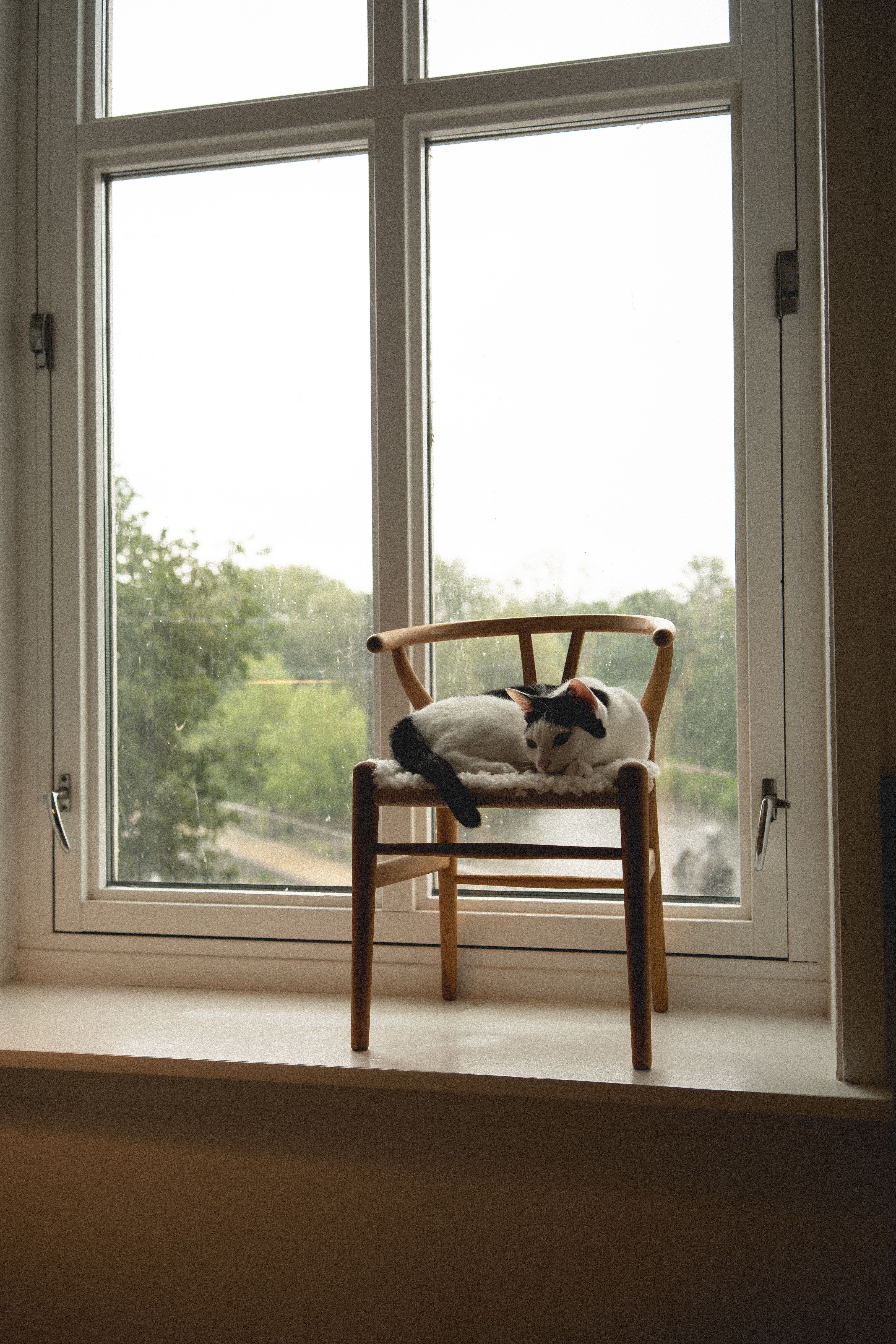 Cat Resting on Chair by Window with View · Free Stock Photo