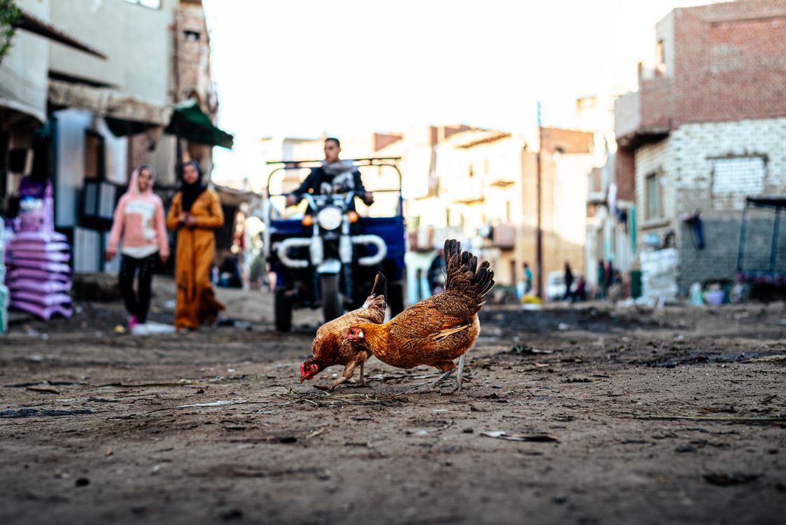 Egypt Rural Cities Street Scene in Rural Egyptian Village · Free Stock Photo