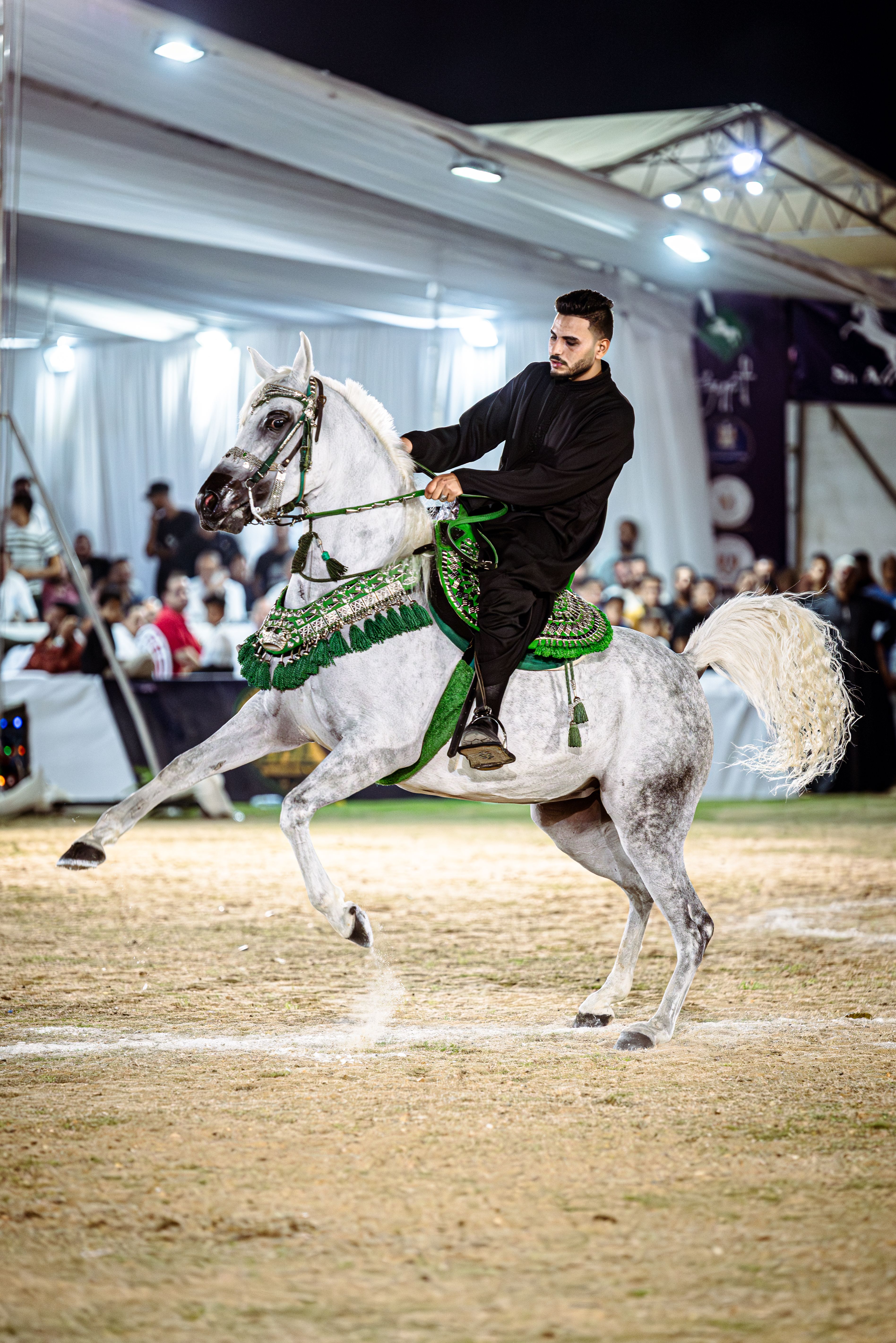 Fotomural Impresionante caballo árabe y jinete con atuendo tradicional en un evento egipcio.