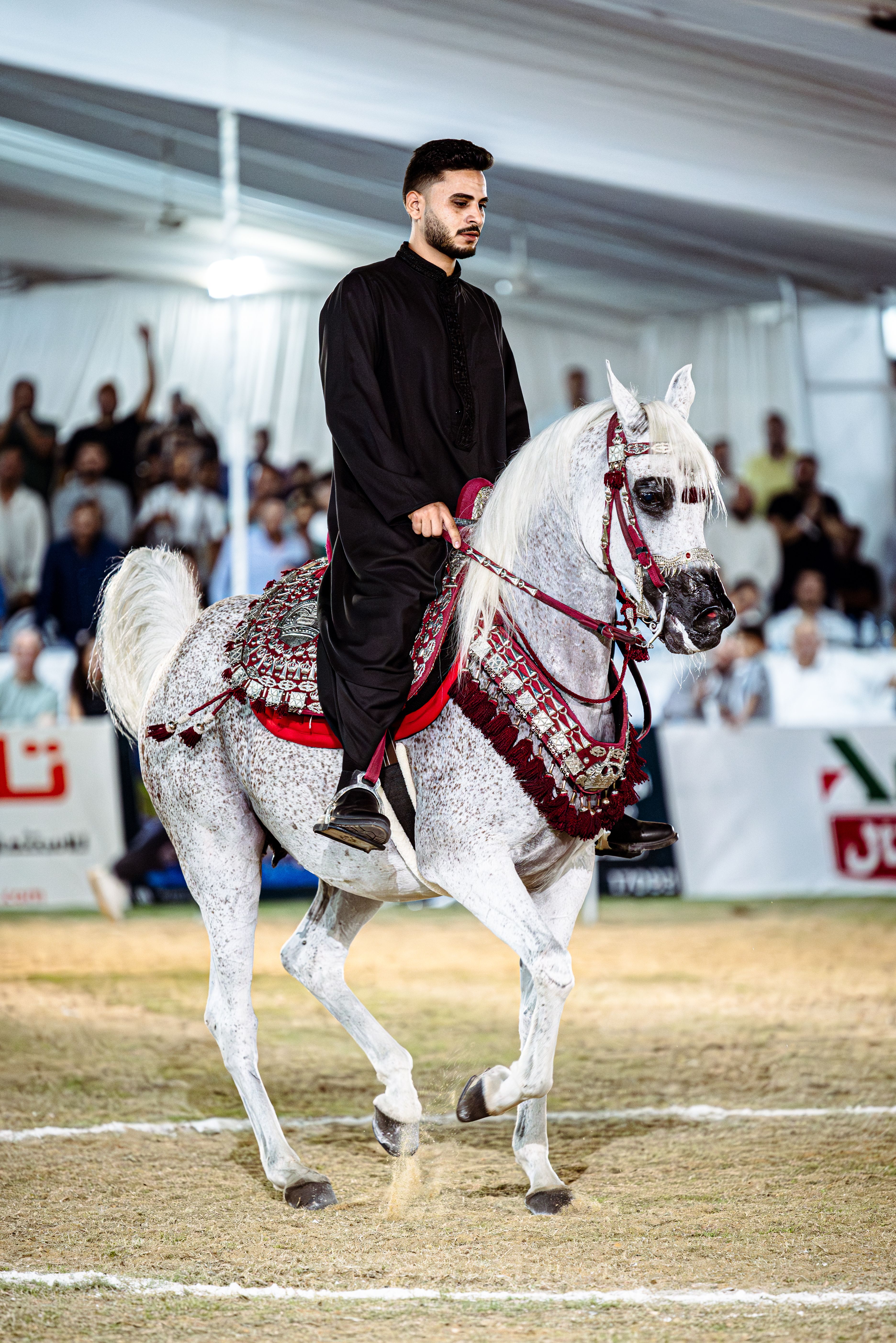 Fotomural Gracioso caballo árabe y jinete con atuendo tradicional en un evento ecuestre egipcio.