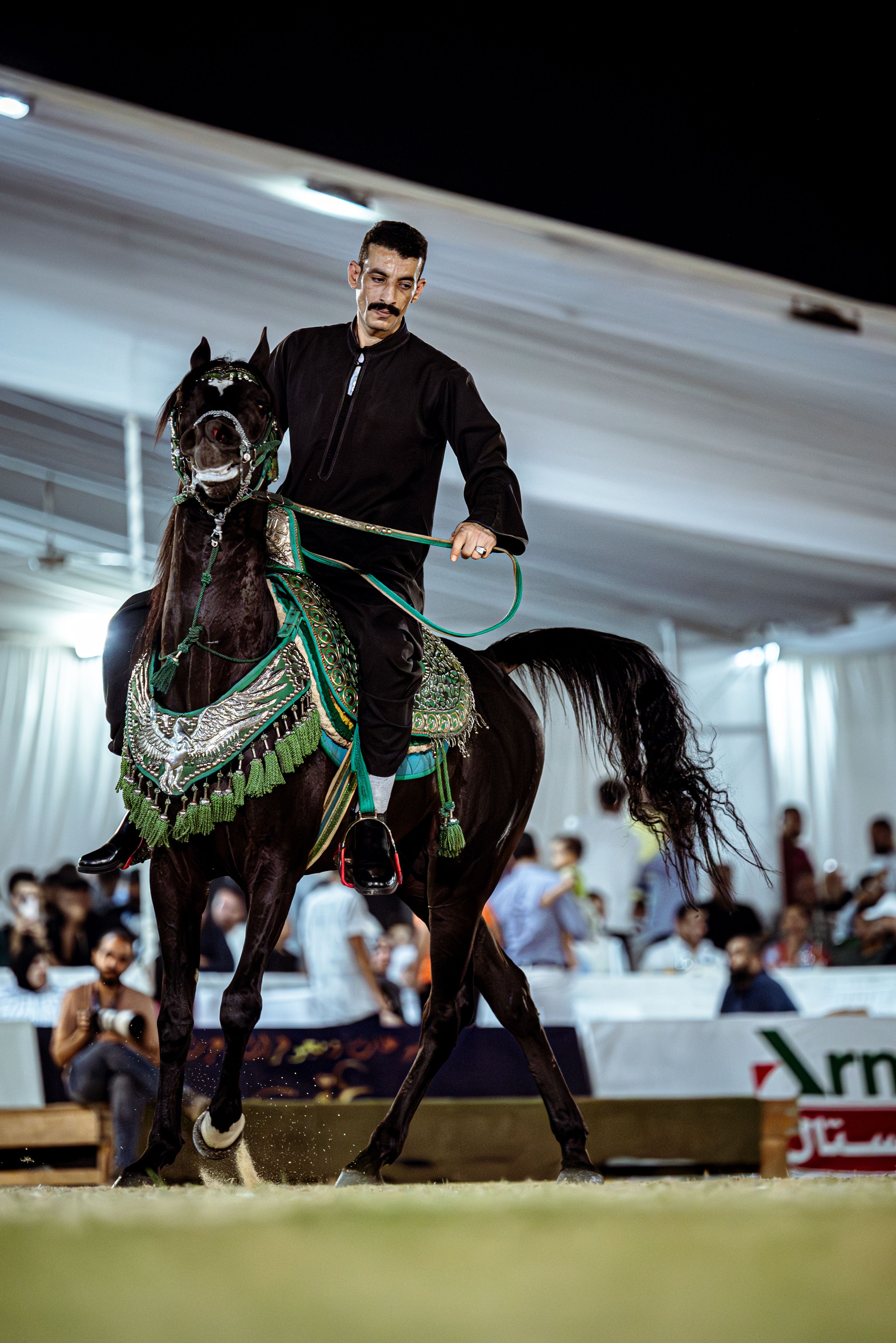 Elegant Arabian Horse and Rider in Egypt · Free Stock Photo
