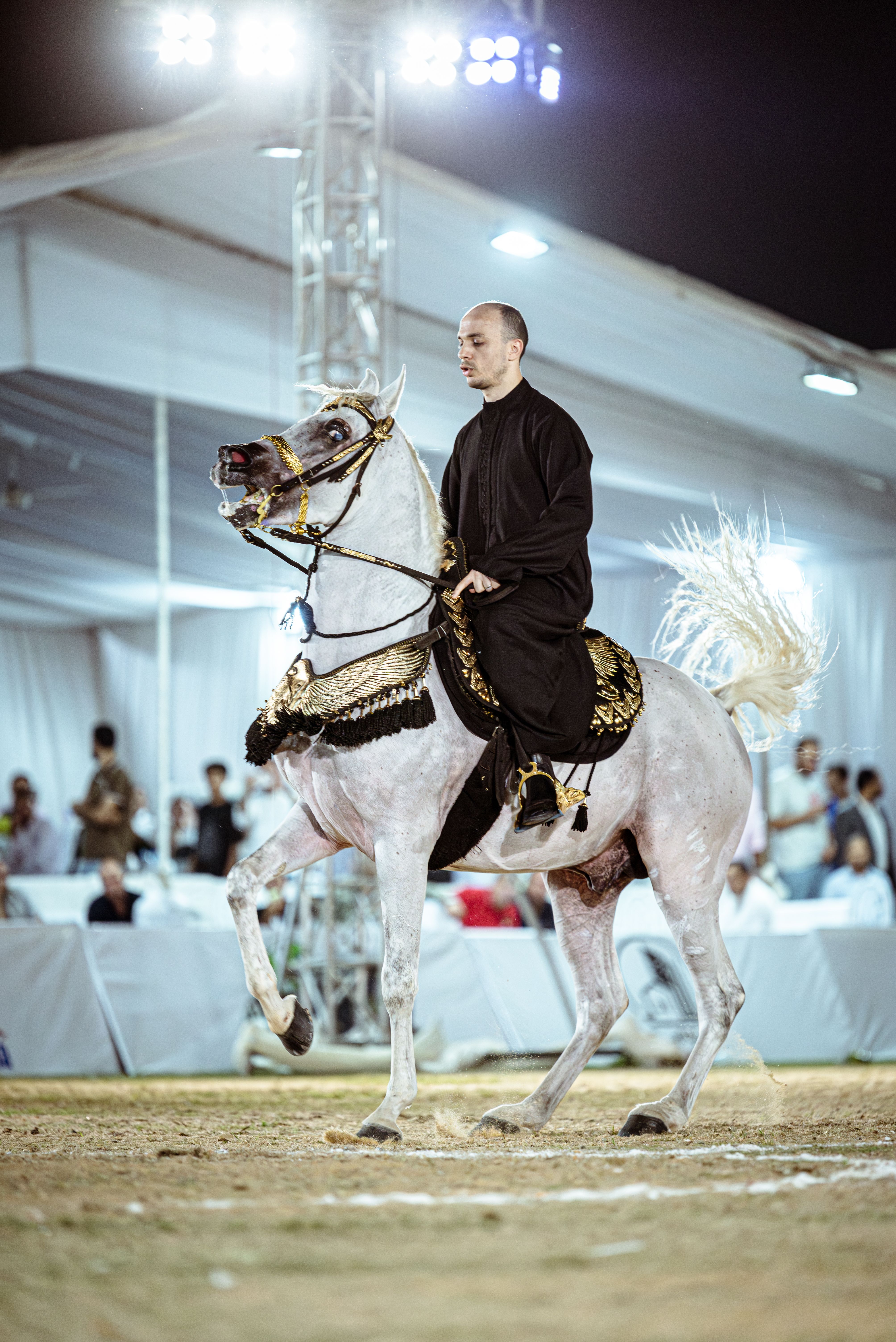 Fotomural Hombre montando un caballo árabe en un elegante evento ecuestre en Egipto.