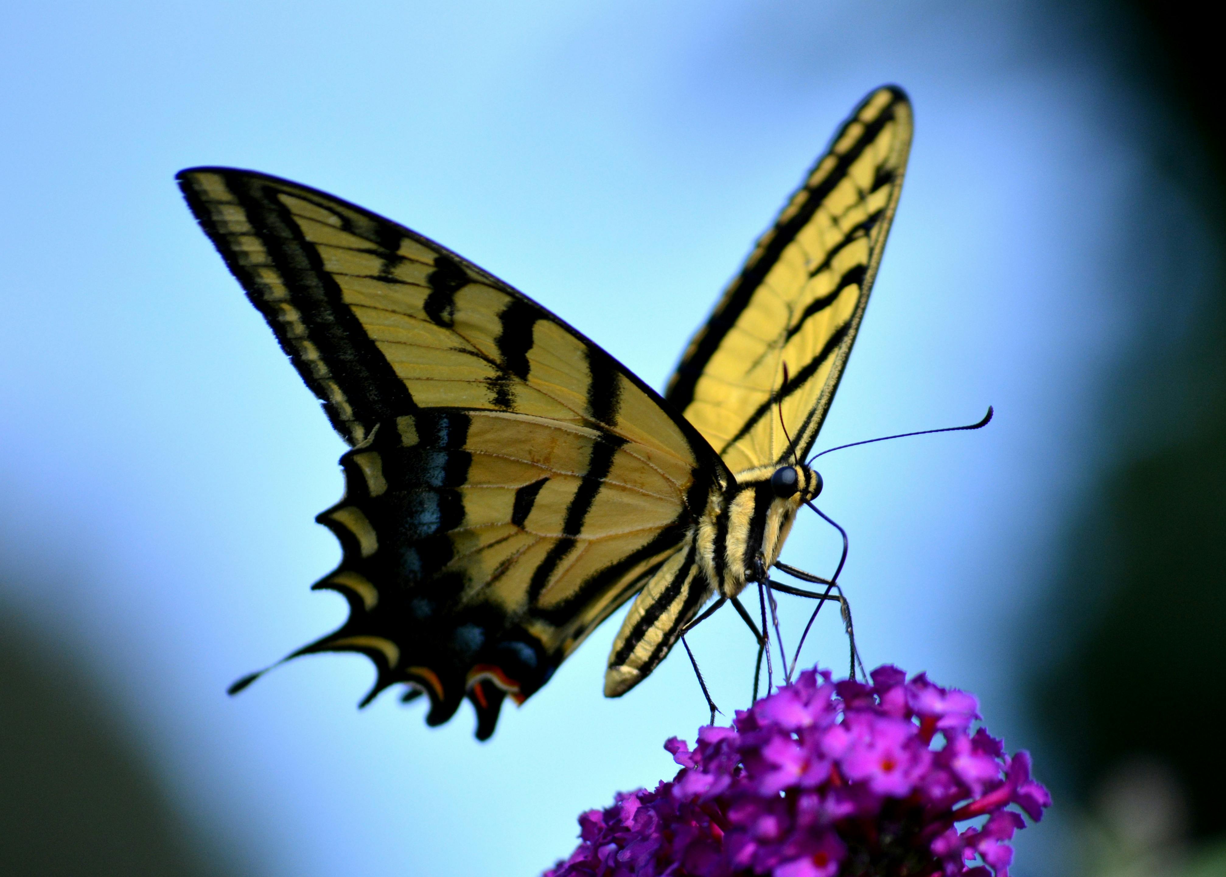 243 Beautiful Butterfly Pictures \u00b7 Pexels \u00b7 Free Stock Photos