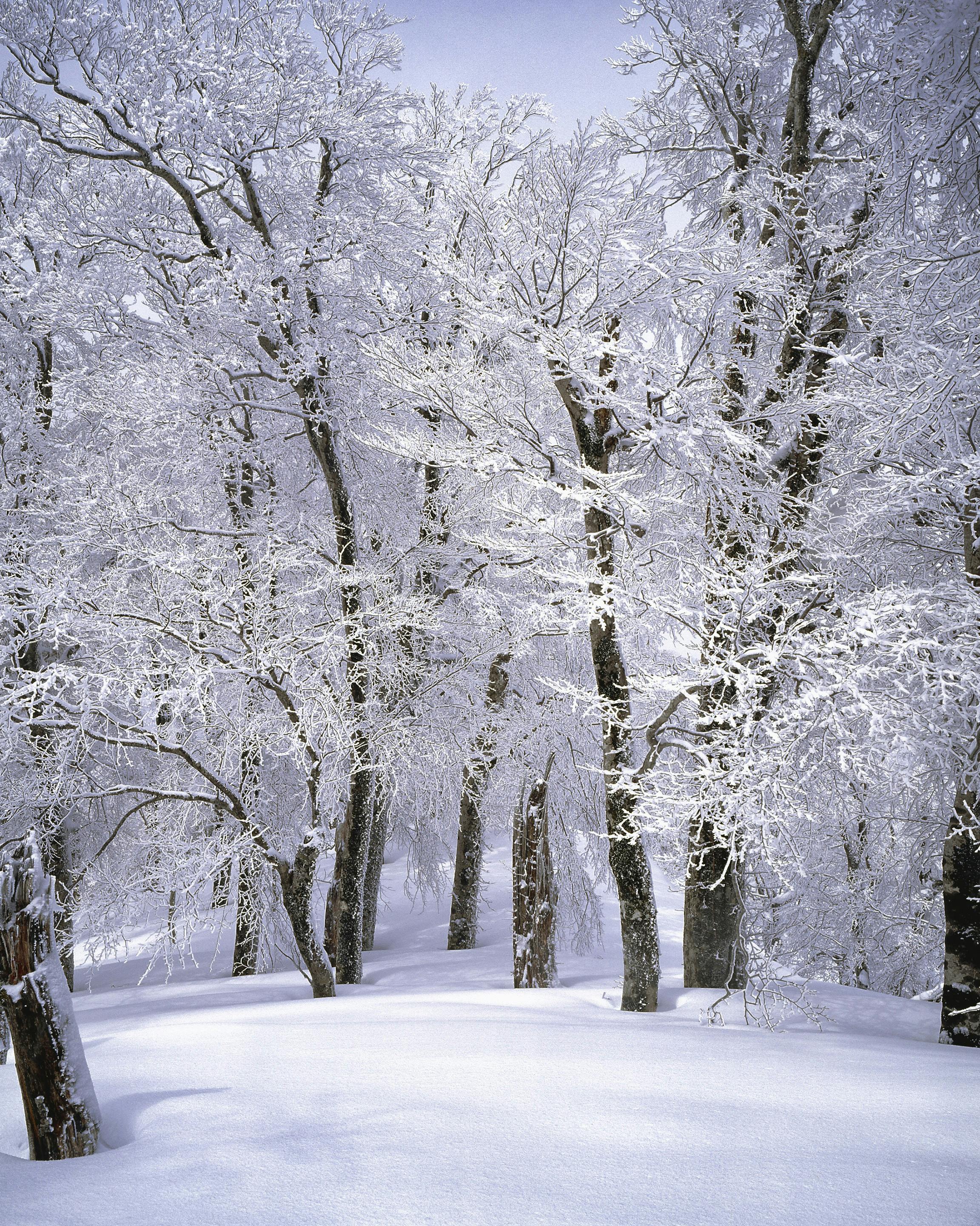 Freestanding Tree Winter Stock Photo 241921129