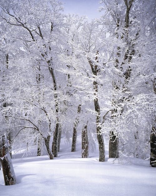 Foto d'estoc gratuïta de arbres, blanc, blancaneus