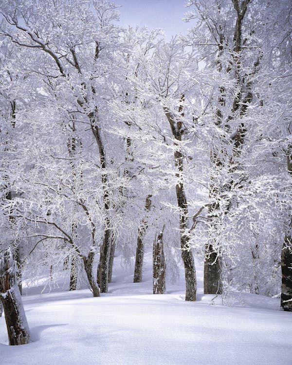 Free Trees Covered With Snow Stock Photo