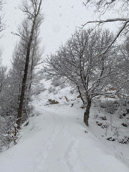 Free A tranquil snowy forest pathway surrounded by winter trees in serene silence. Stock Photo