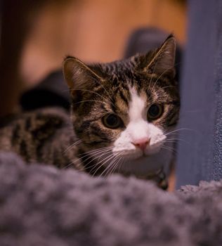 cat photo