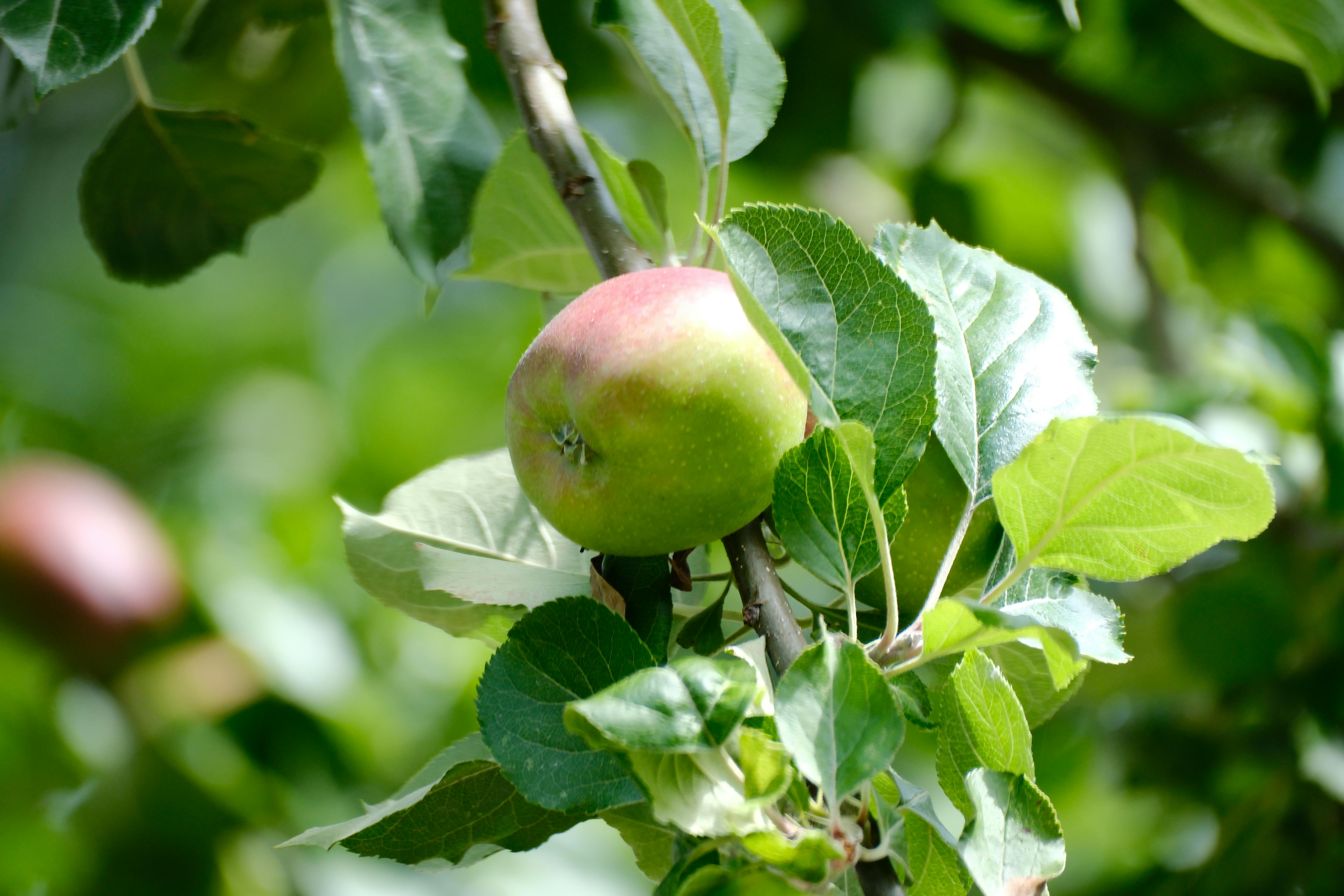 Gratis arkivbilde med alimentation, anlegg, antioksidant Arkivbilde