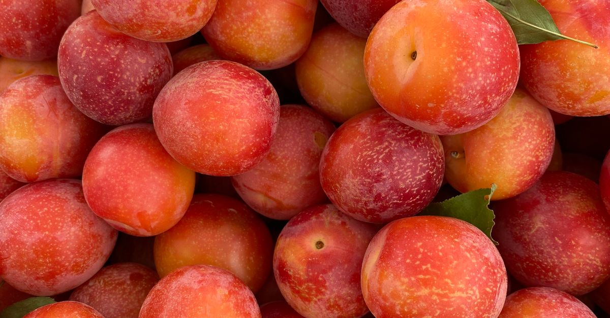 En Ripe Fresh Ripe Red Plums for Sale at Market · Free Stock Photo