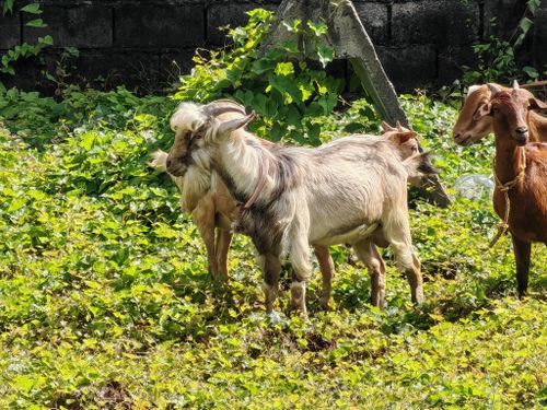 Free Group of goats grazing in a verdant field, basking in the daylight Stock Photo