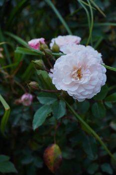 Close-up of a blooming white rose with lush green leaves in a natural setting, evoking peace and tranquility.