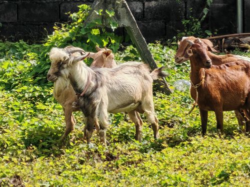 Free A group of goats grazing in a lush, green meadow under the sunlight, creating a pastoral scene. Stock Photo