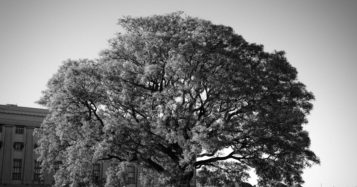 Black and white photo of a large tree with a flying bird above, creating a serene urban scene.