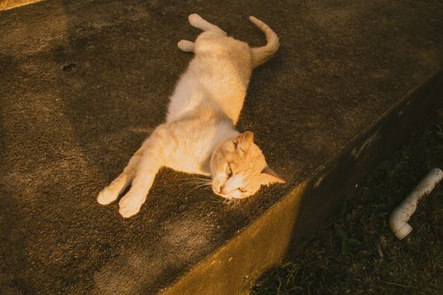 Free A tan cat relaxing on a concrete ledge in warm sunlight, showing a peaceful outdoor moment. Stock Photo