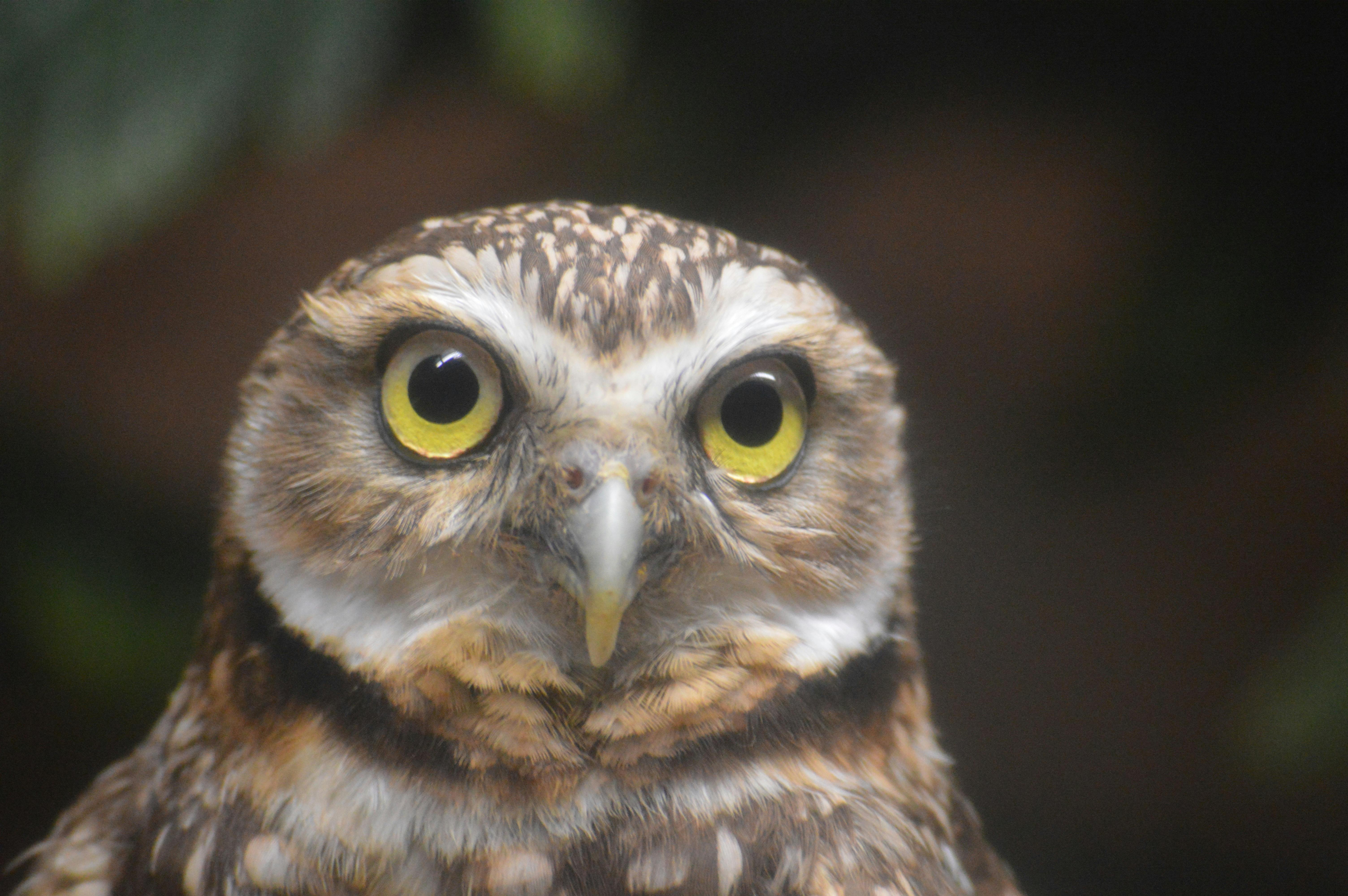 Foto Stok Gratis Tentang Alam Bulu Burung Hantu