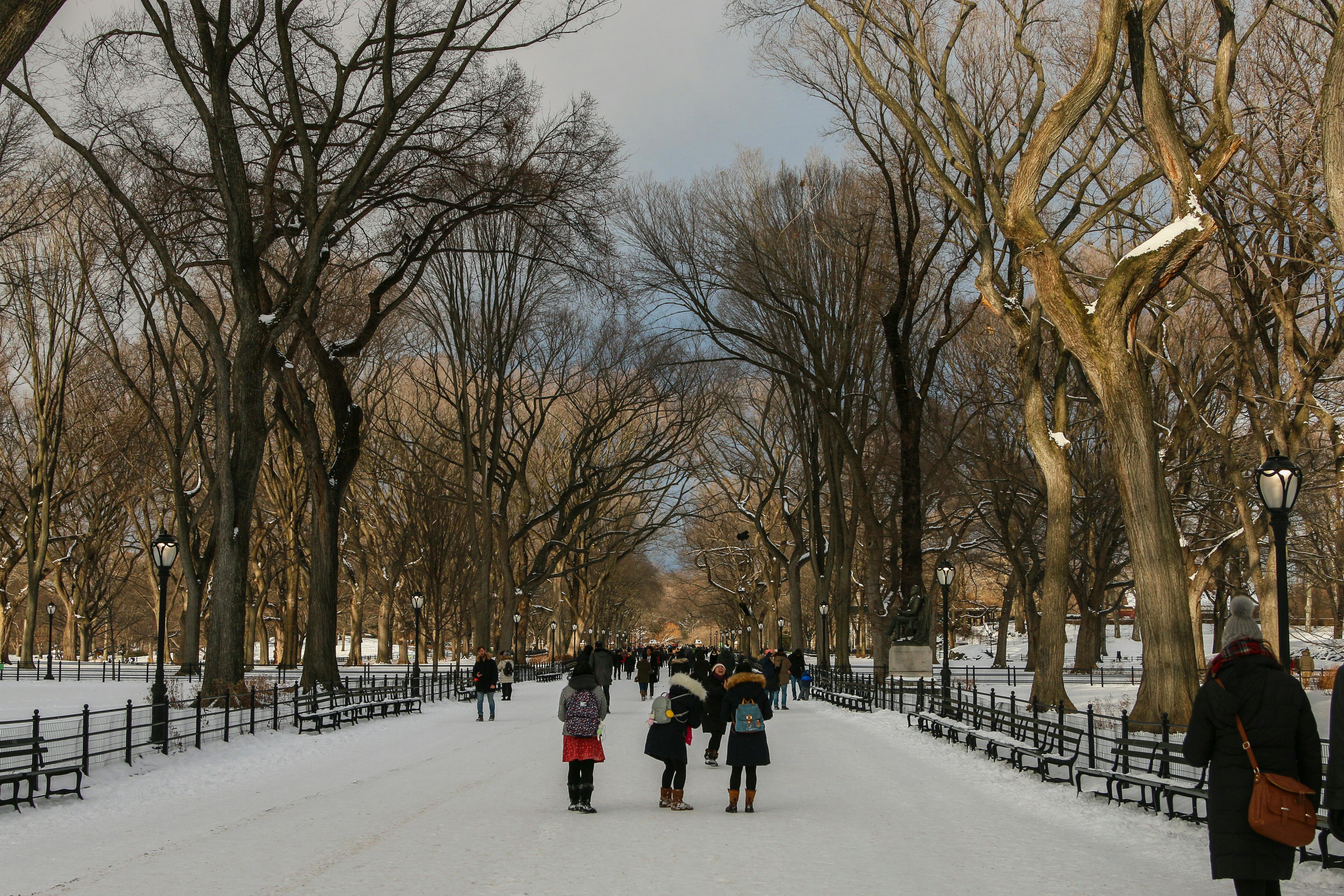 gratis Mensen wandelen in de winter door een besneeuwd Central Park in New York City en genieten van een schilderachtige wandeling. Stockfoto