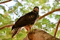 A stunning ornate hawk-eagle perched on a tree branch in Costa Rica.