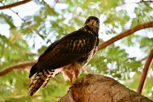 A stunning ornate hawk-eagle perched on a tree branch in Costa Rica.