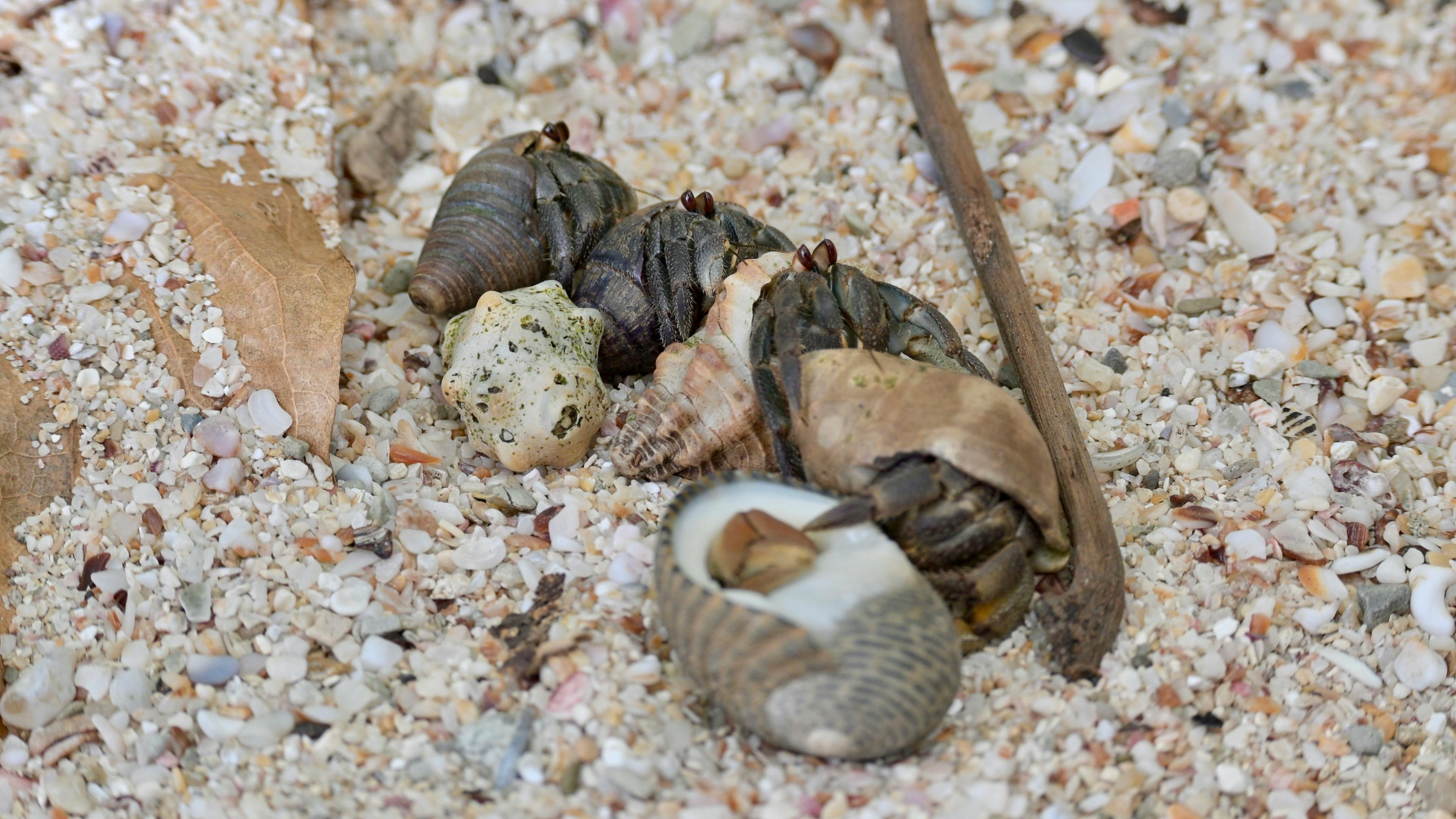 Group of hermit crabs crawling on a sandy beach in Santa Fe, Costa Rica.