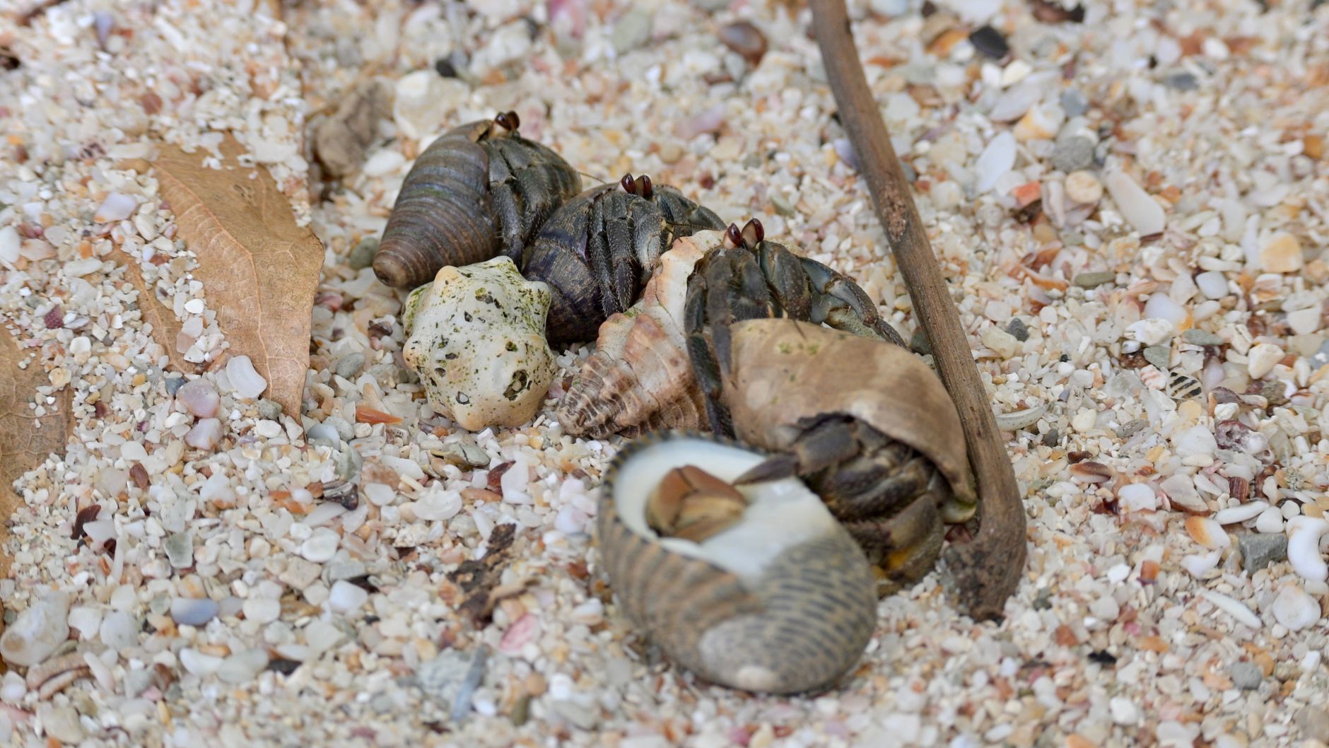 Group of hermit crabs crawling on a sandy beach in Santa Fe, Costa Rica.