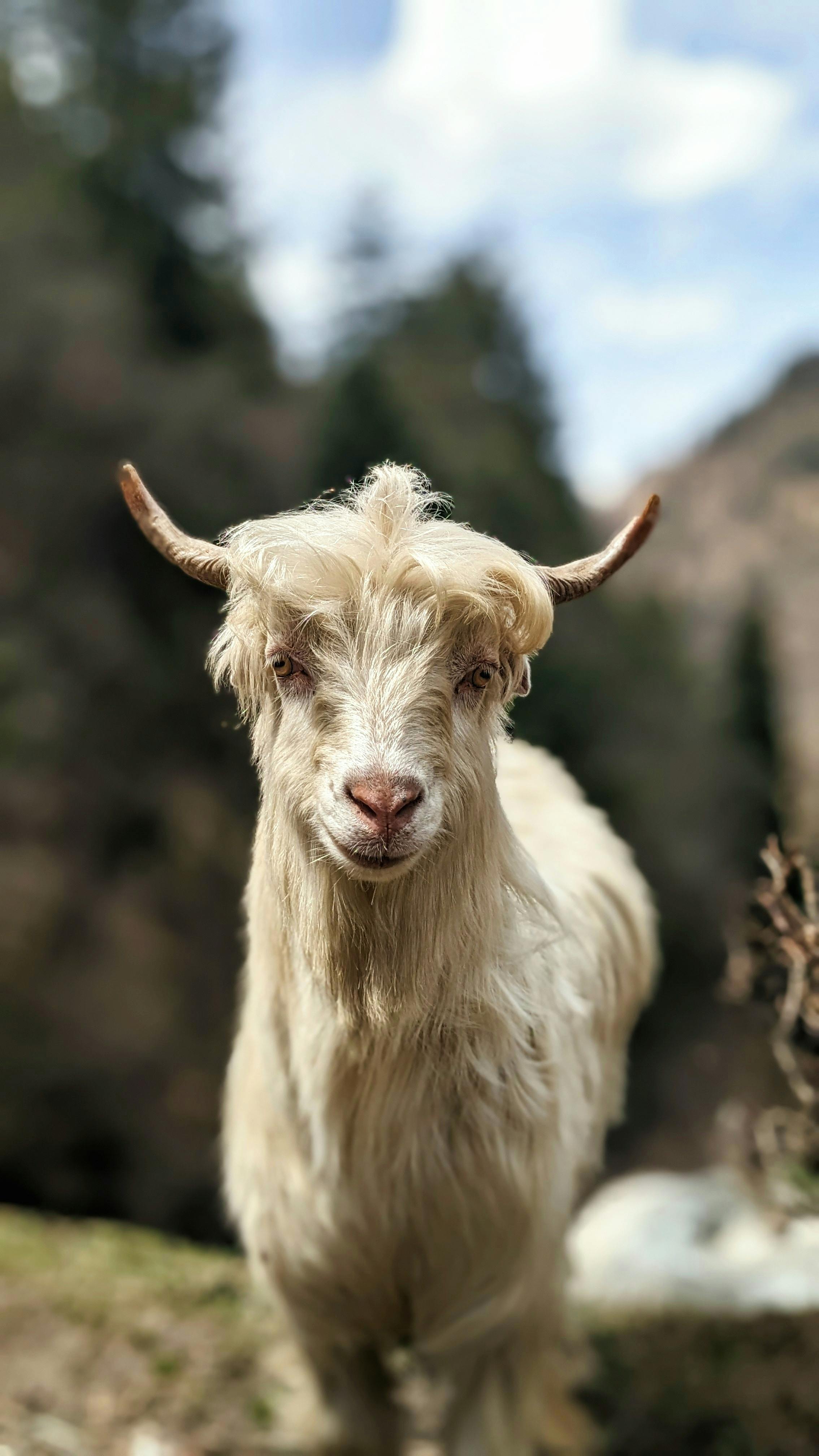 Close-up of a Himalayan goat with scenic Jibhi backdrop. Captured in natural habitat.