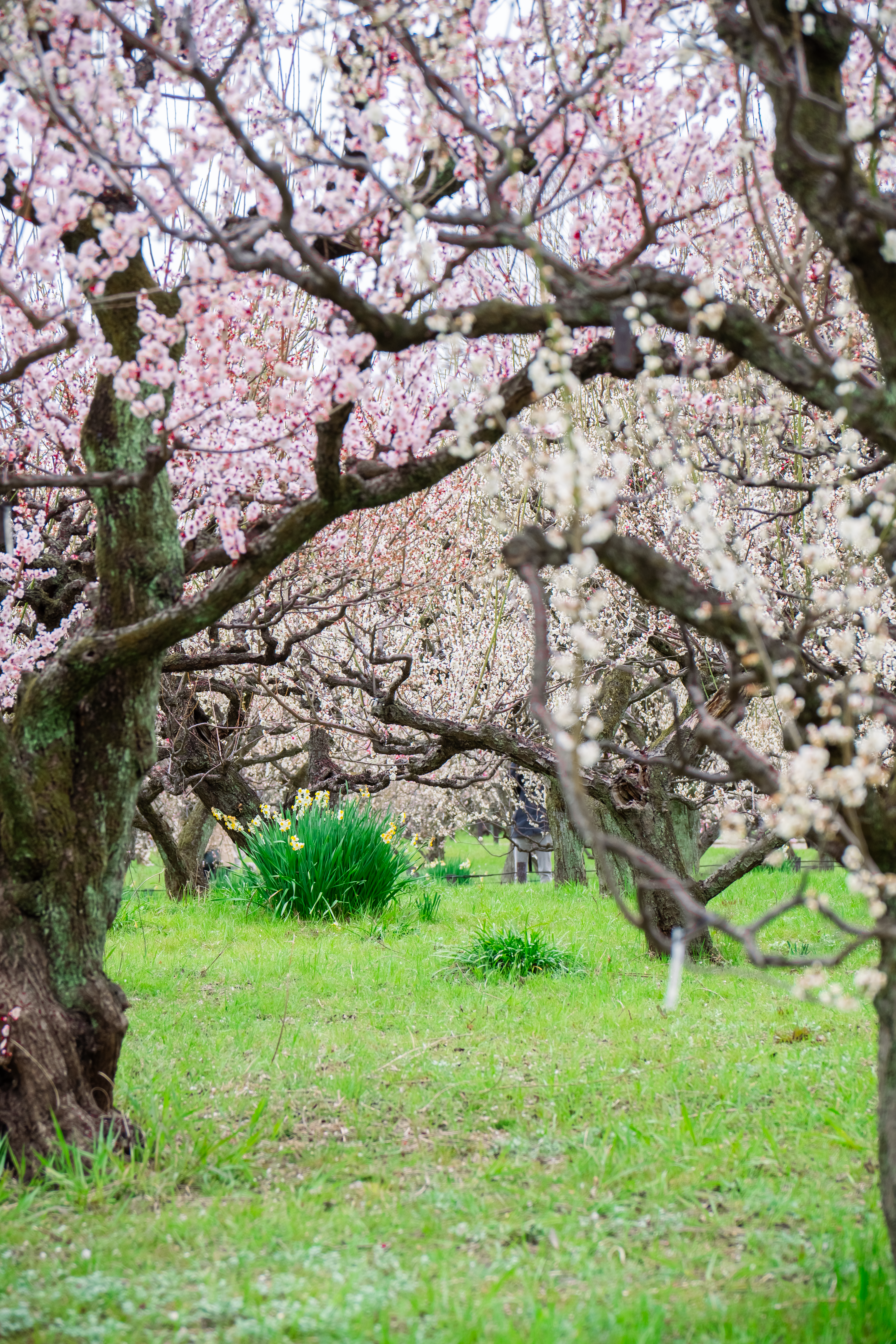 Cherry Blossom Trees in Full Bloom in Osaka Park · Free Stock Photo