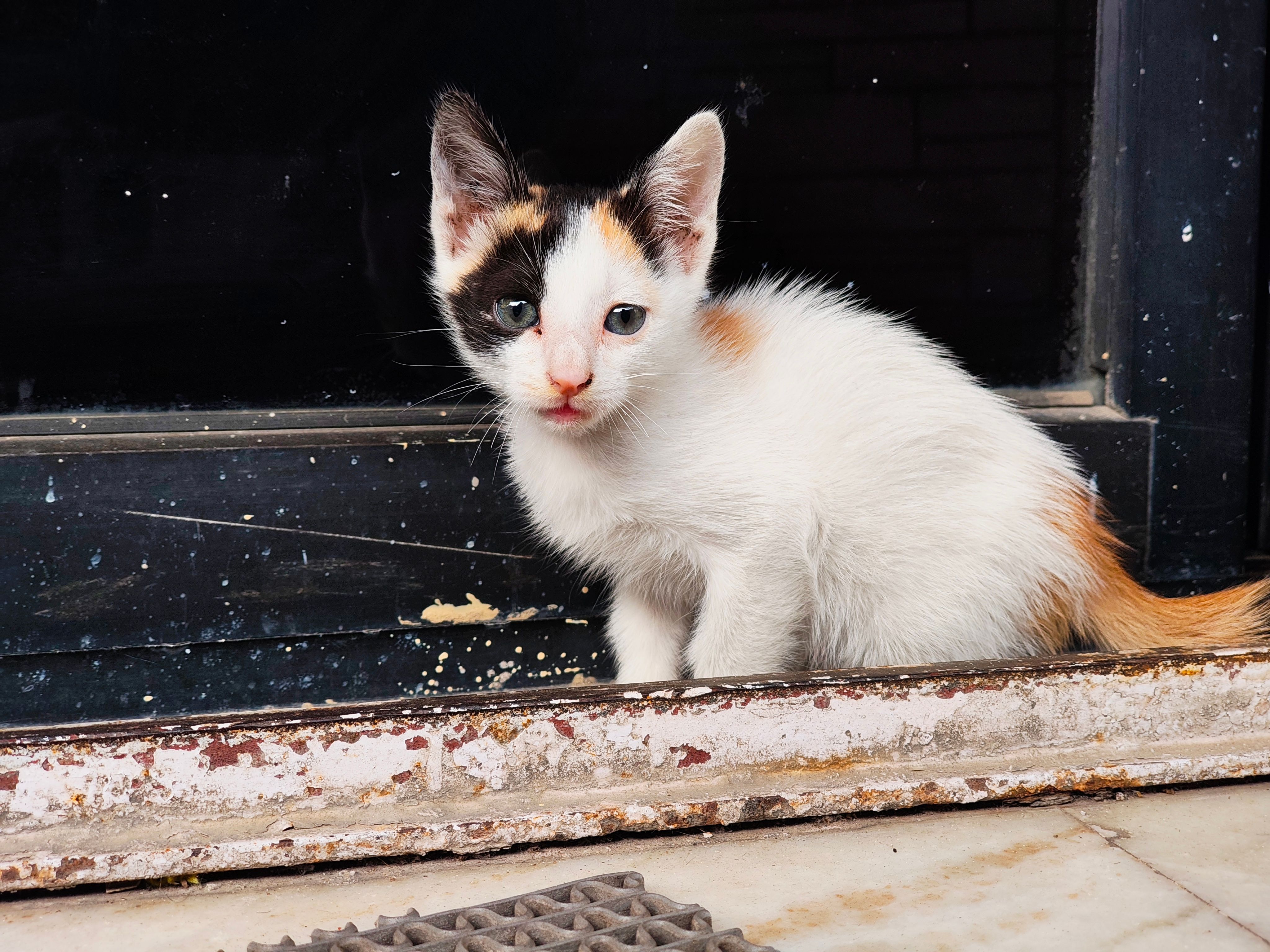 pet lifestyle bhopal — Photo by Kittyo MAN on Pexels
