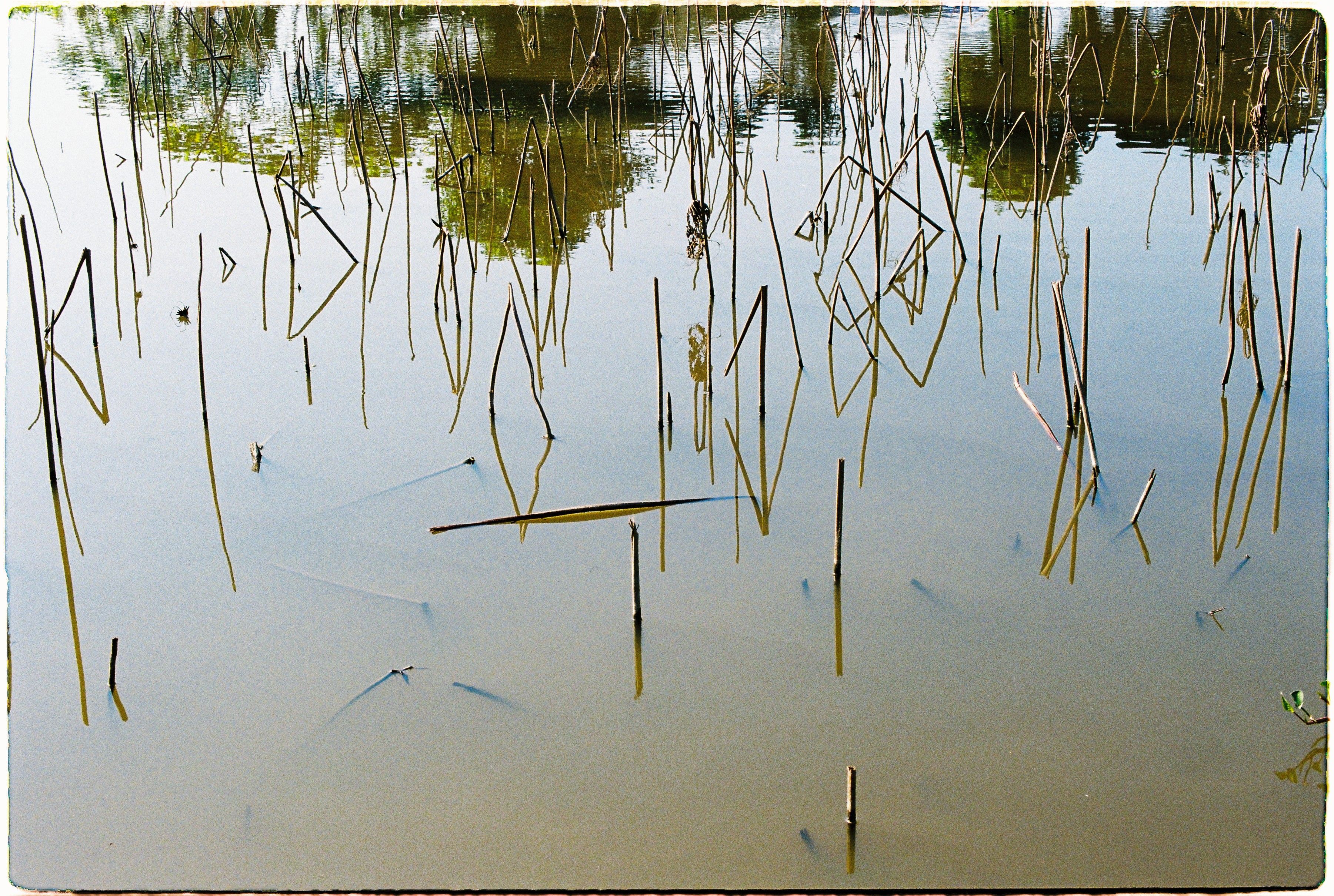 Serene Water Reflection in Wetland Sticks · Free Stock Photo