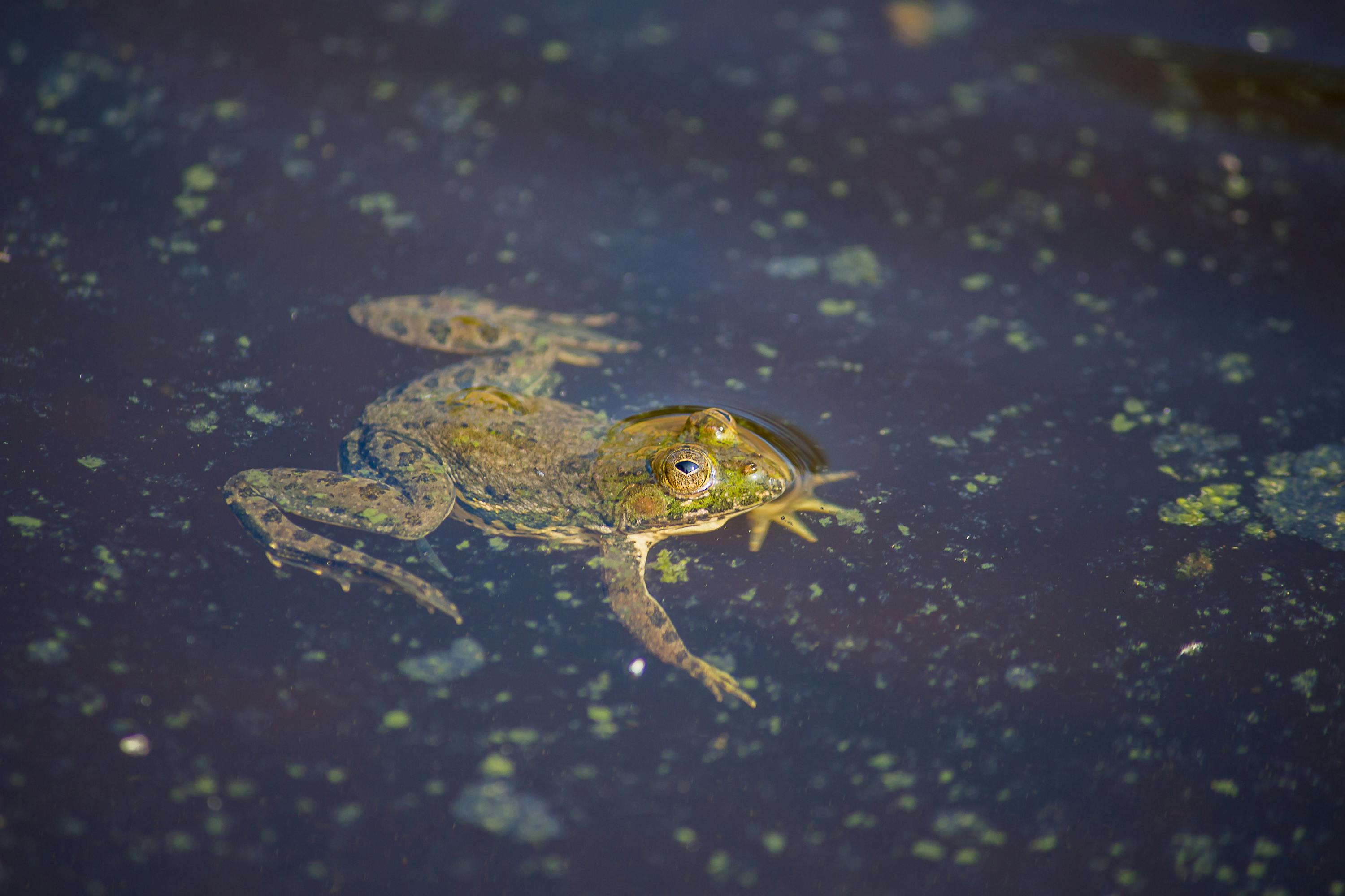 Nlp Bandler Frogs Into Princes