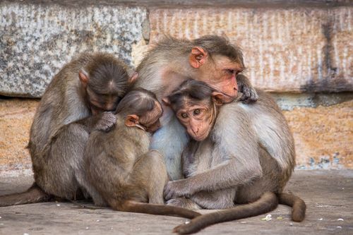Free A family of macaques cuddling warmly, showcasing tender affection and social bonding. Stock Photo