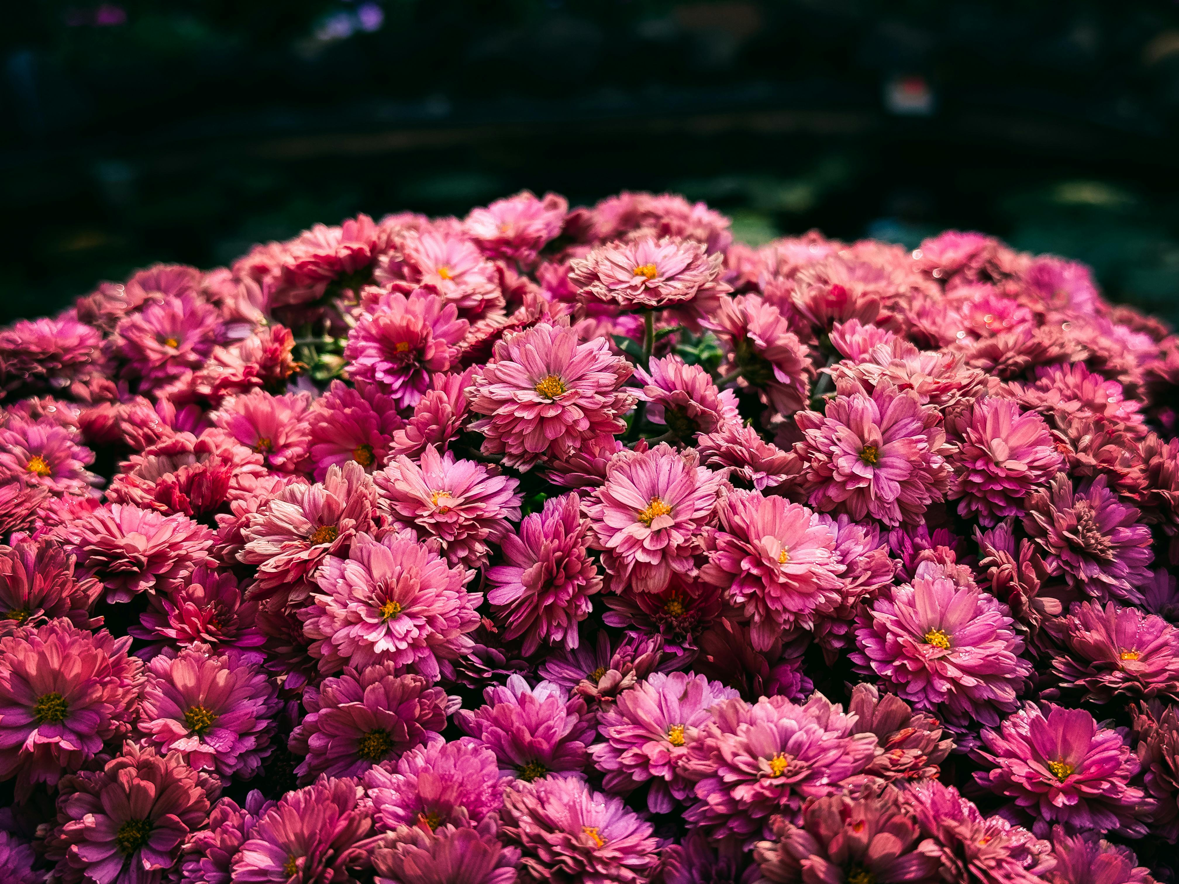 Beautiful cluster of pink chrysanthemums in full bloom outdoors in Gia Lai, Vietnam.