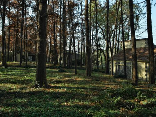 Free Tranquil autumn forest scene with rustic houses amidst tall trees. A peaceful retreat. Stock Photo