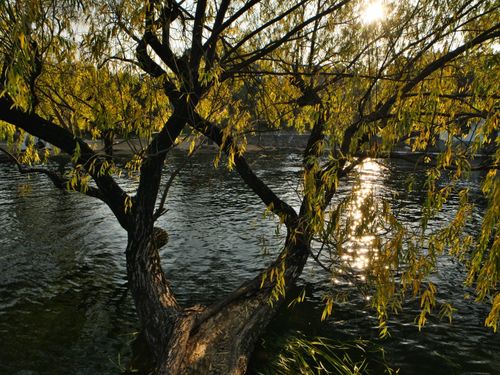 Free A tranquil scene of a willow tree overhanging a river with sunlight reflecting on the water. Stock Photo