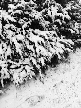 Black and white image of snow-laden evergreen tree branches in a serene winter setting.