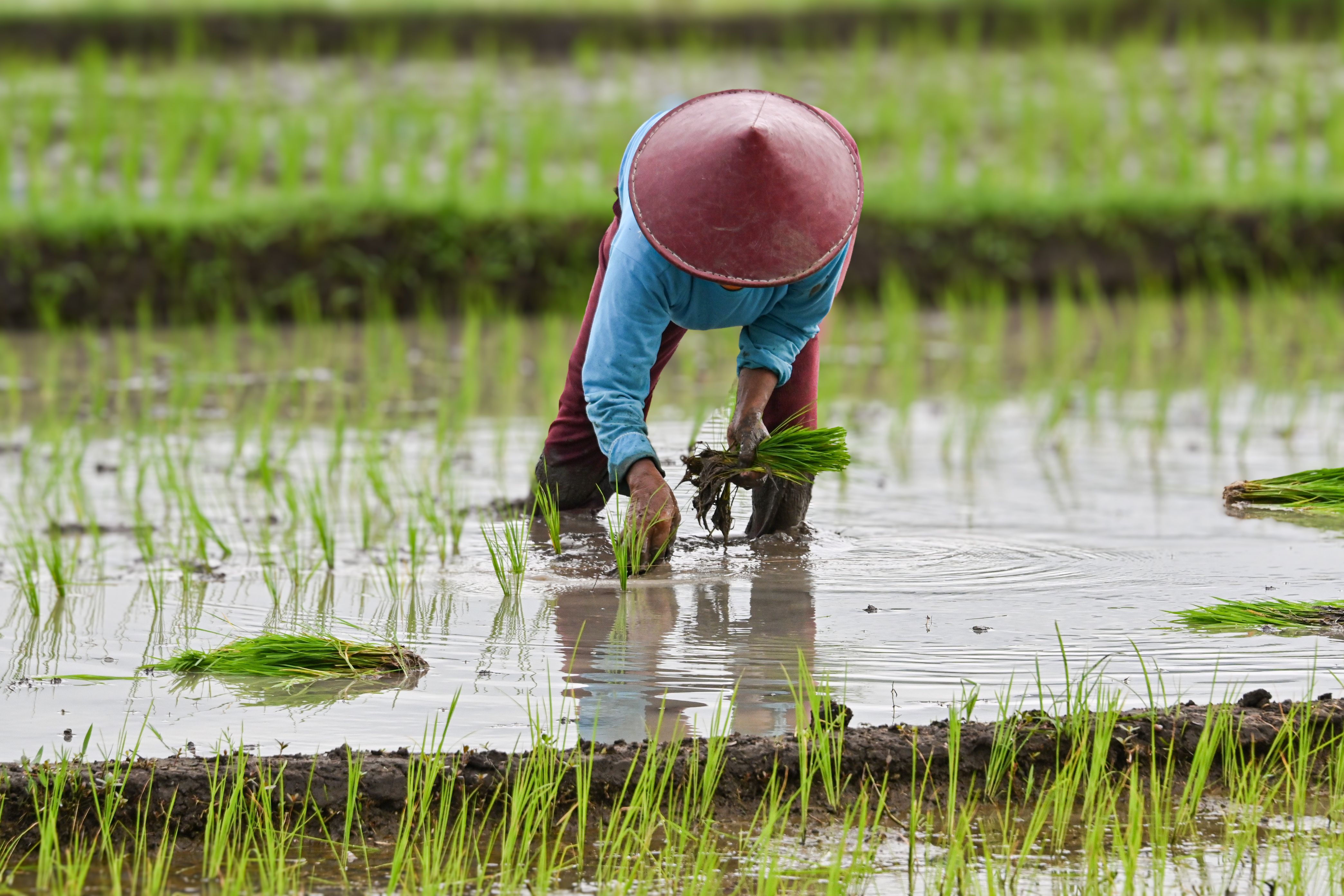 Melhoramento genético do feijão-arroz promete segurança alimentar e adaptação climática