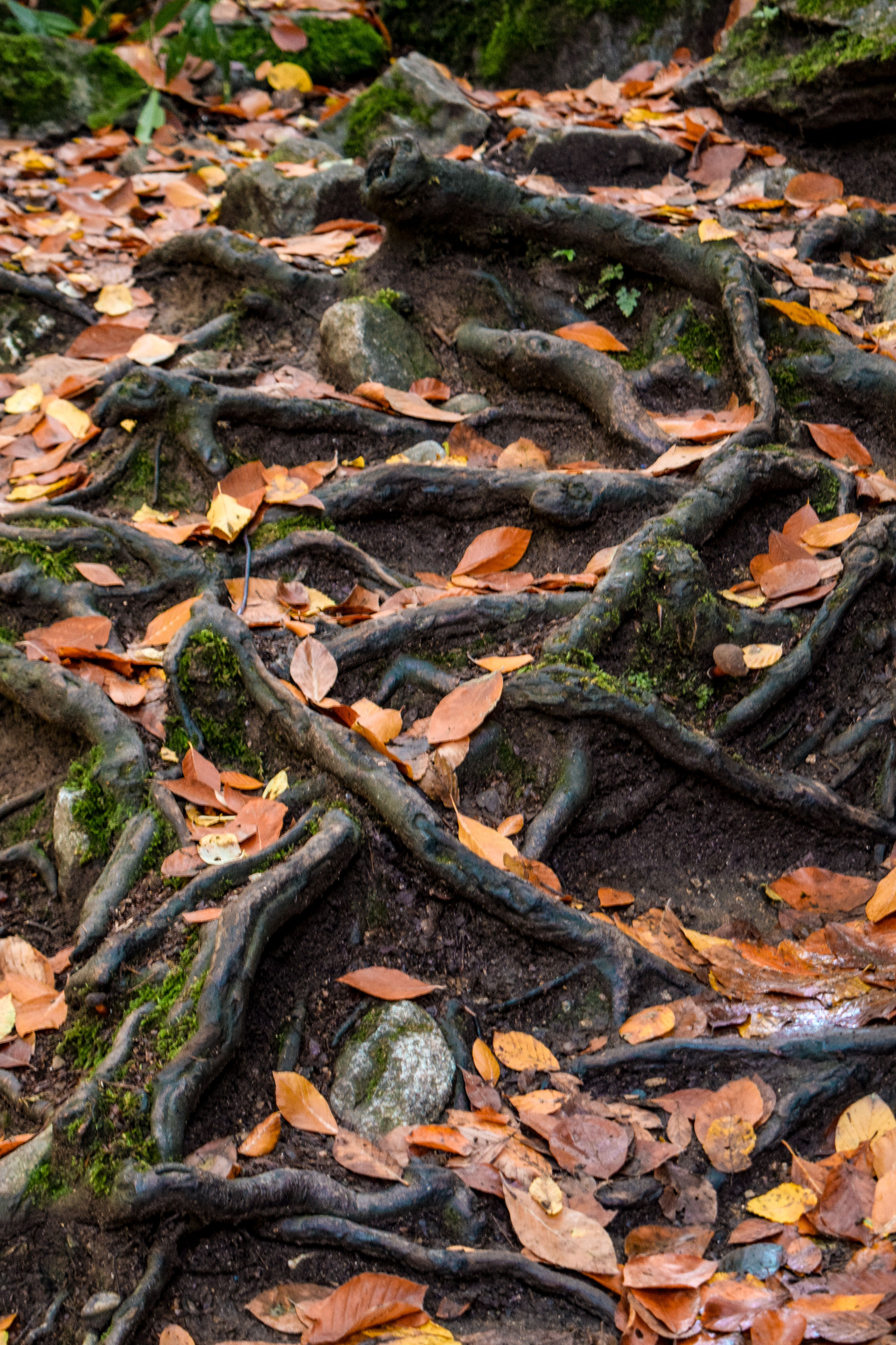 Exposed Tree Roots with Autumn Leaves · Free Stock Photo