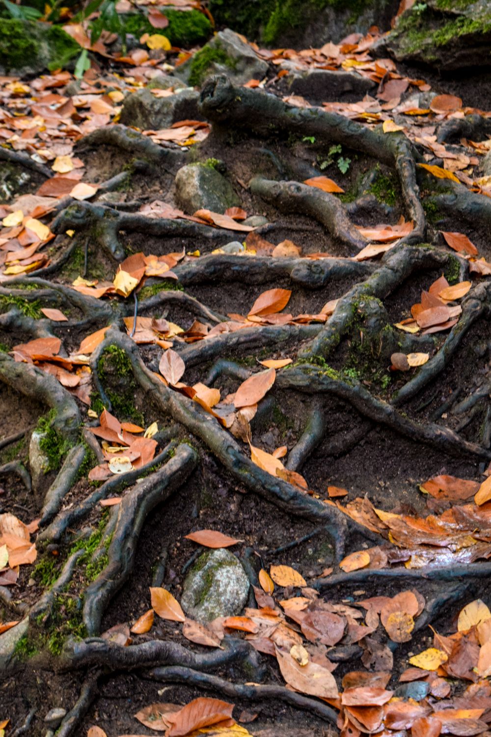 Fall Tree With Roots Exposed Tree Roots with Autumn Leaves · Free Stock Photo