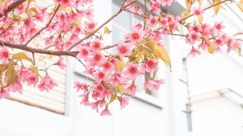 Free Bright pink cherry blossoms on a delicate branch against a white building background. Stock Photo