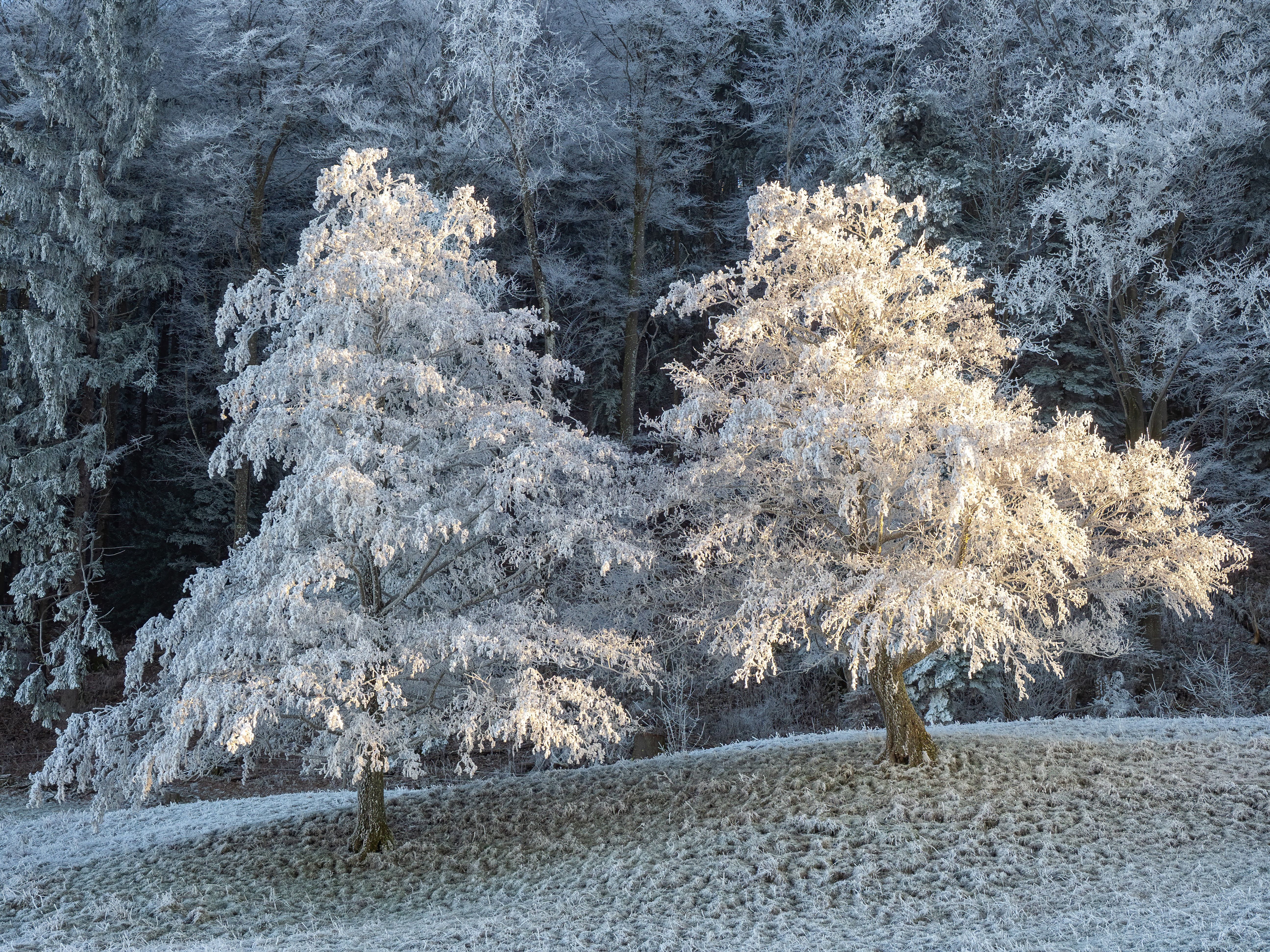 Frost-Covered Trees in a Winter Wonderland · Free Stock Photo