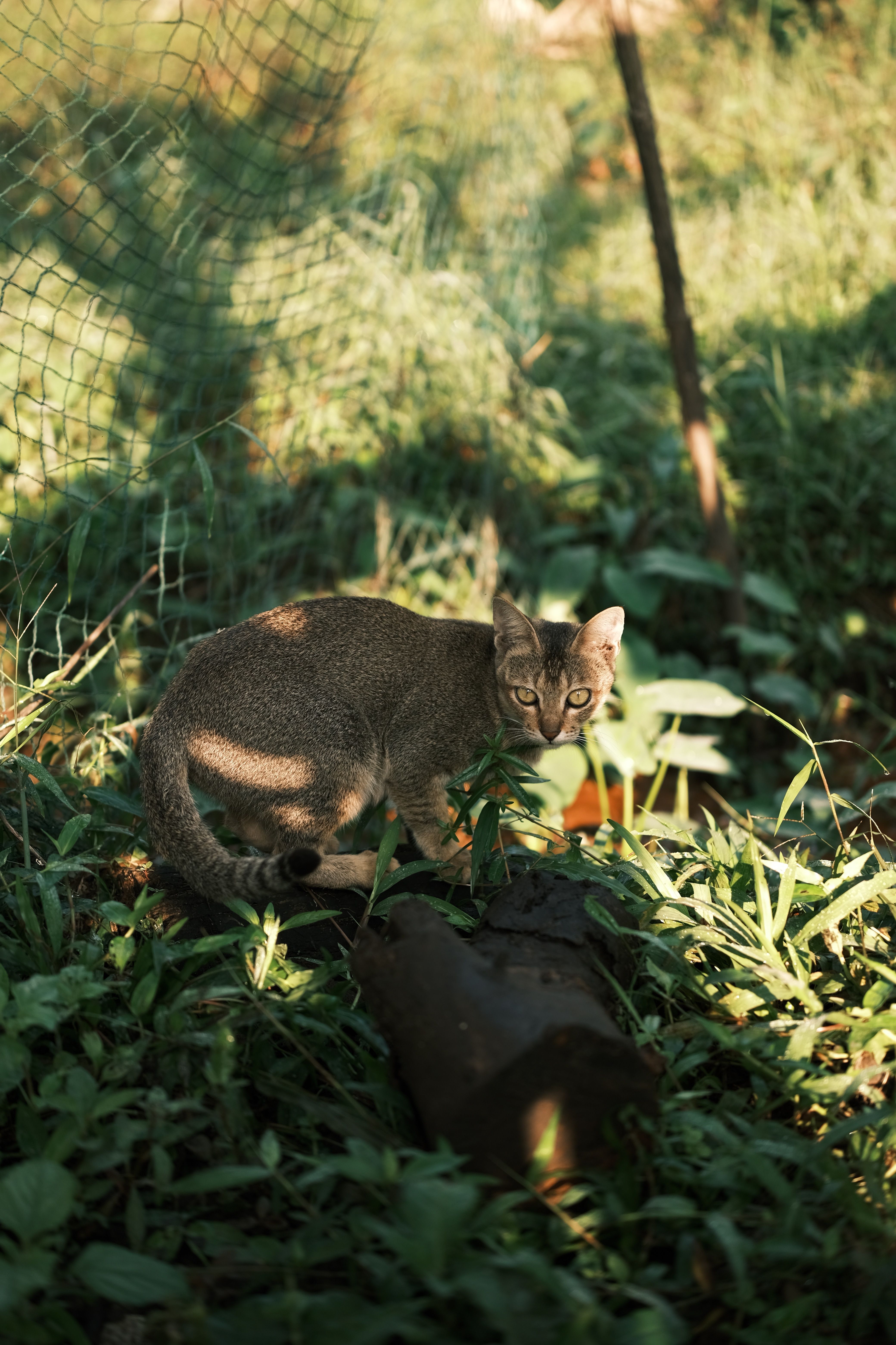 Rustic Cat Photos, Download The BEST Free Rustic Cat Stock Photos & HD ...