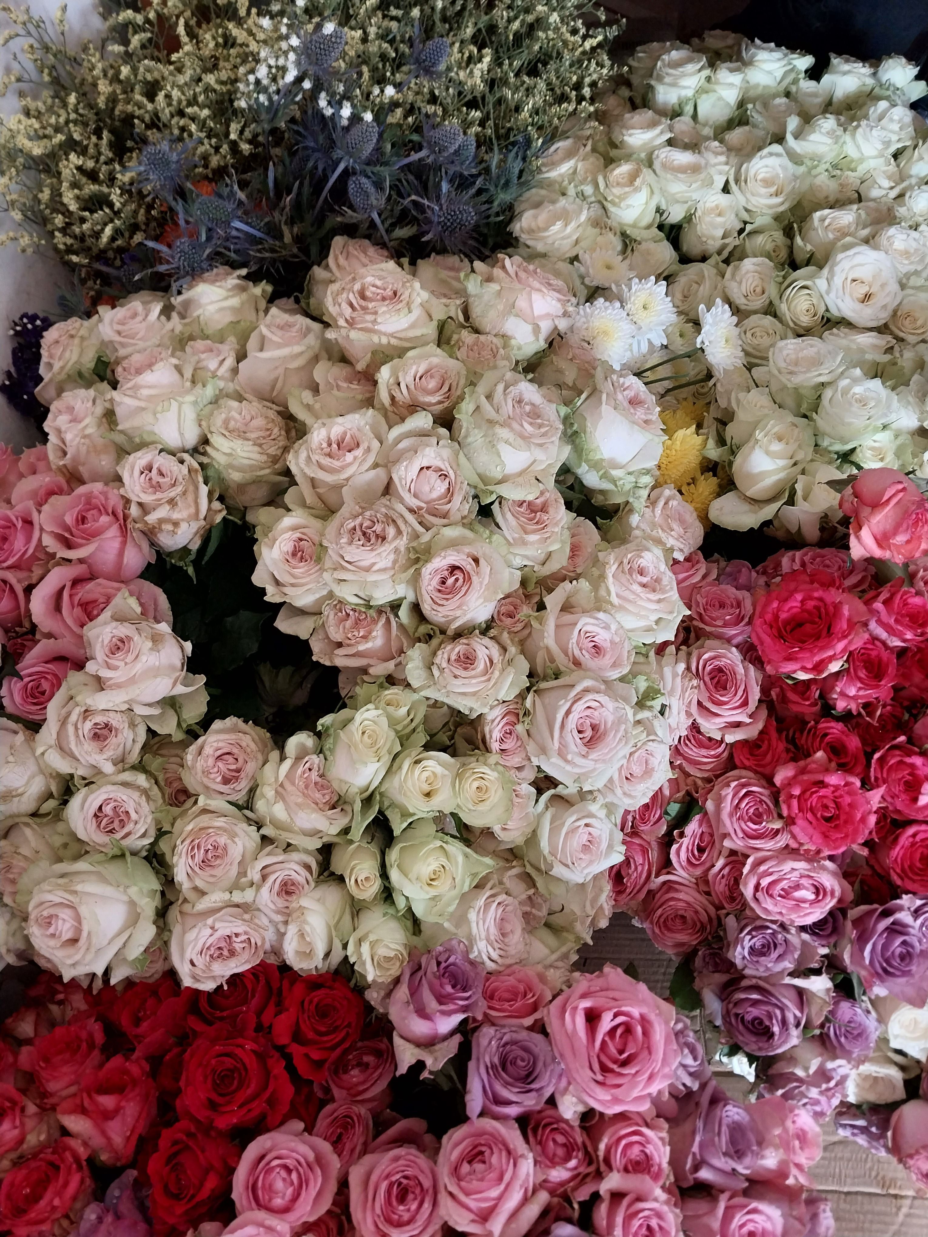 Colorful Assortment of Fresh Roses · Free Stock Photo